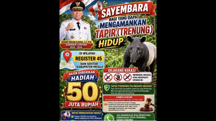 Bupati Mesuji Unggah Sayembara Tangkap Tapir Hidup-hidup, Hadiah Rp 50 Juta
