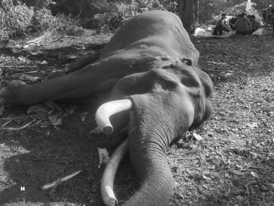 Mengenang Gajah Indro Kapten Penjaga Konflik Tesso Nilo