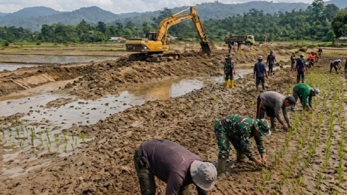 Satgas PRR Dorong Akselerasi Pemulihan Sektor Pertanian di Sumatera