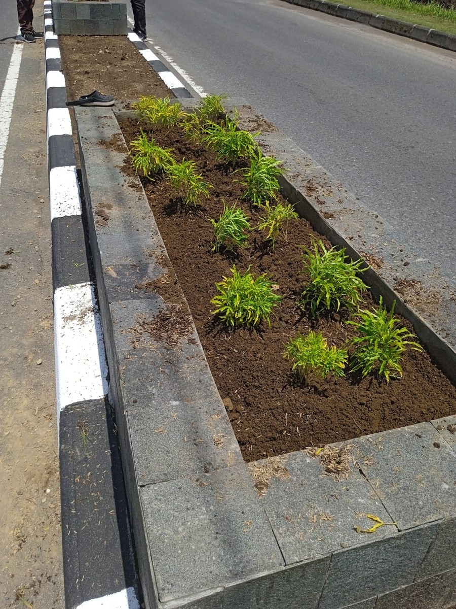 Tanaman Hias di Pembatas Jalan Sleman Kerap Dicuri, Pelaku Sulit Dicari   Sleman  — Aksi pencurian tanaman hias di tam