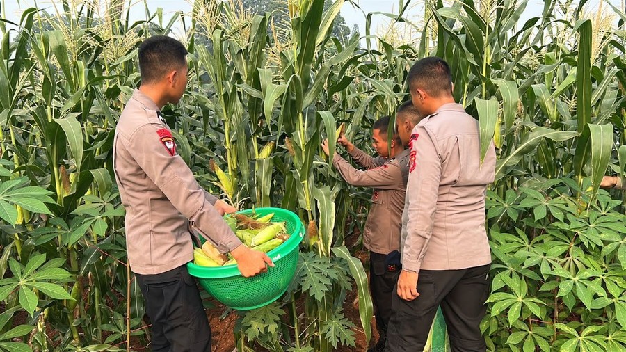 Saya sedang menyusun ulang berita tentang Brimob Polda Metro yang memanen jagung untuk mendukung ketahanan pangan. Berita asli memiliki struktur yang jelas: lokasi panen di Mako Batalyon C Pelopor, luas lahan 300 meter persegi, dukungan terhadap program Asta Cita Presiden Prabowo, dan pernyataan Dansat Brimob.