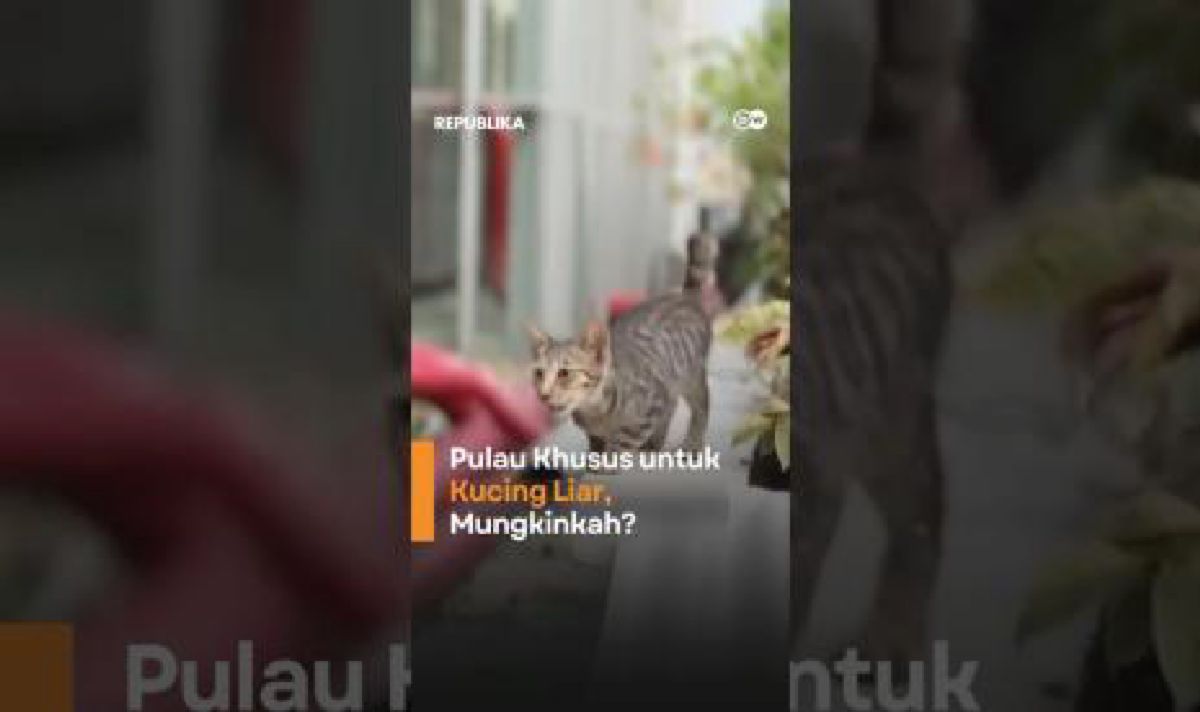 Pemerintah Kaji Pulau Khusus untuk Kucing Liar di Jakarta