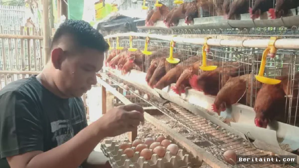 Peternak Pemalang Bagikan Trik Sukses Beternak Ayam Petelur