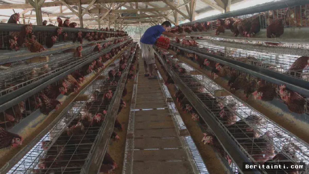 Kementan Resmi Tetapkan Harga Acuan Telur Ayam Ras